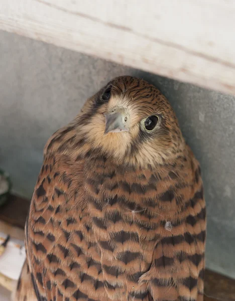 Falcon bird photo texture — Stock Photo, Image