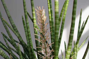 Sansevieria yılan bitkisi silindirik çiçekli fotoğraf