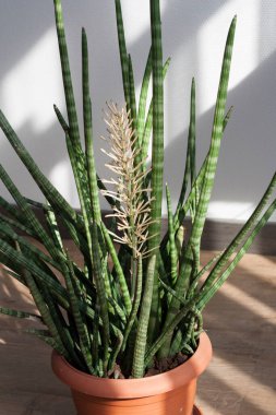 Sansevieria yılan bitkisi silindirik çiçekli fotoğraf