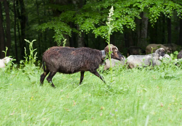 Černá Ovce Fotografii Pastviny — Stock fotografie