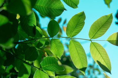Mavi gökyüzünün arka planında yeşil yaprakların yakın görüntüsü, ceviz yaprakları, güneşli bir yaz gününde gökyüzü arka plan olarak kullanılır, güneşli bir gün, ekoloji, taze duvar kağıdı, konsept.