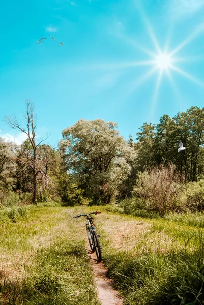 Parlak mavi gökyüzünün arka planına karşı bahar manzarası ve bir yolu ve bisikleti olan güneş.