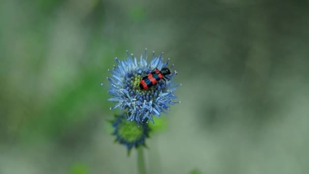 Summer Scene Insect Delicate Blue Flower Flies Away Wings Spread — Stock Video