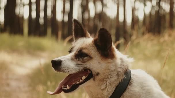 Λαϊκά Φυλή Σκυλί Κοντά Ένα Πευκοδάσος — Αρχείο Βίντεο