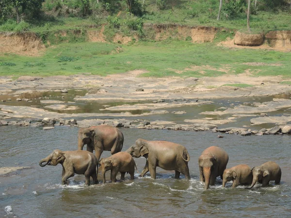 Elephants at a waterhole — Stock Photo, Image