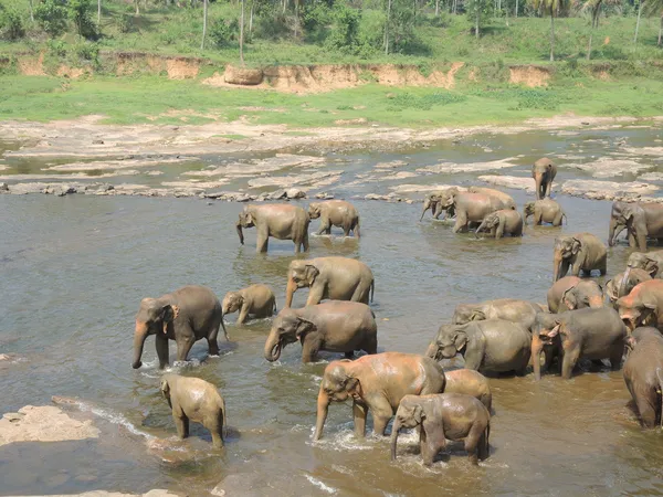 Ελέφαντες στον ποταμό — Φωτογραφία Αρχείου