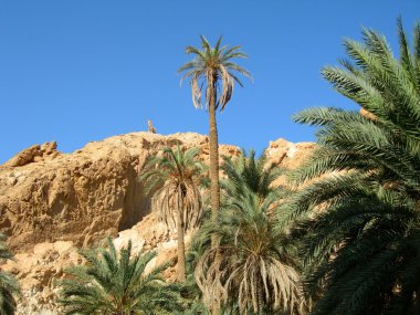 Oasis Shebika