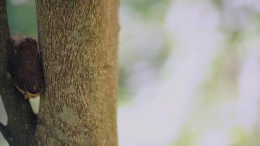 8K 7680x4320 30p.A pupa is the life stage of some insects undergoing transformation between immature and mature stages.Pupal stage is with four lifes stages: egg, larva, caterpillar and imago. Chrysalis for the pupae of butterflies and tumbler