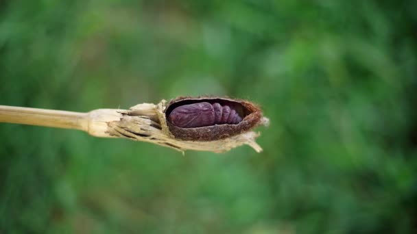 7680X4320 30P Pupa Life Stage Some Insects Undergoing Transformation Immature — Wideo stockowe