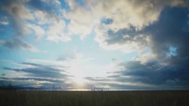 8K 7680x4320.Green grass and reeds on the flat plain.No elevation in the terrain.Elegia tectorum,Thamnochortus insignis.Sunset clouds in sky.Real natural alluvial meadow.Reed plants field.