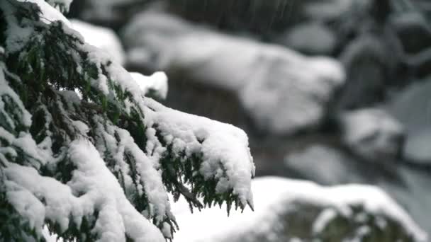 7680X4320 4320P Snow Branch Pine Tree Taiga Forests Woodland Snowing — Video Stock