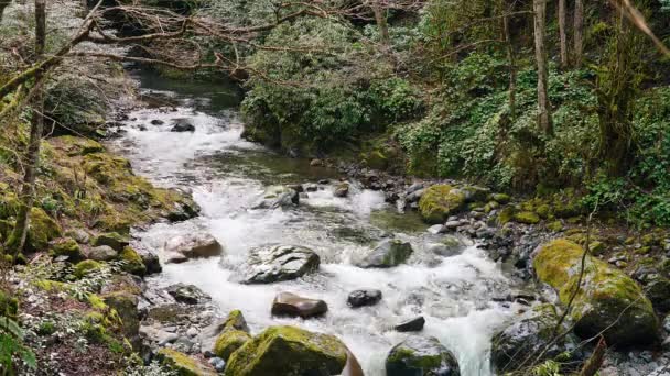 7680X4320 4320P Clear Stream Flowing Mossy Stones Forest Small Brook — Vídeo de Stock