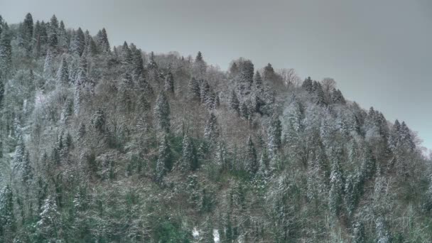 7680X4320 4320P 겨울의 지대의 소나무에 내렸다 Thin Layer Snow Mountain — 비디오