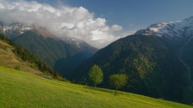 8K 7680X4320 4320p.Green meadow covered with yellow flowers in gorgeous snowy mountains.A nature view that gives happiness and refreshes on a sunny day.Forest fairy tale valley wood time lapse tree woodland clearing clearance grassland prairie alpine