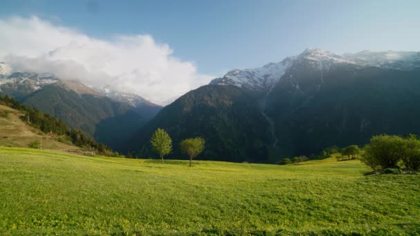 7680X4320 4320P Green Meadow Covered Yellow Flowers Gorgeous Snowy Mountains — Stock Video