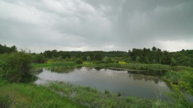 8K 7680X4320 4320p.Pond in little lake of swamp in sparse clearing in forest.Ponds are small bodies of freshwater with shallow and still water marsh and aquatic plants.Wood tree bog quagmire mire morass cinematic background landscape view nature rain