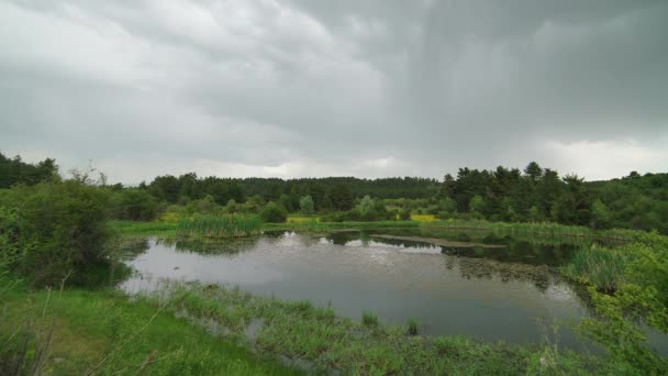 7680X4320 4320P Étang Dans Petit Lac Marécage Dans Défrichement Clairsemé — Video