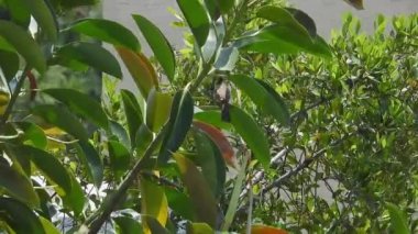 Lastik ağaçta beyaz gözlüklü bir bülbül kuşu. Pycnonotus xanthopygos.Ficus elastica, lastik incir, kauçuk çalı, kauçuk ağaç, kauçuk bitki veya Hint kauçuk ağacı, Hindistan kauçuk ağacı, Moraceae familyasına ait bir bitki türüdür.