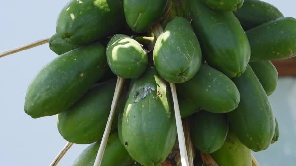 Frisk Grønn Papayafrukt Branch Pawpaw Planten Carica Papaw Genus Carica – stockvideo