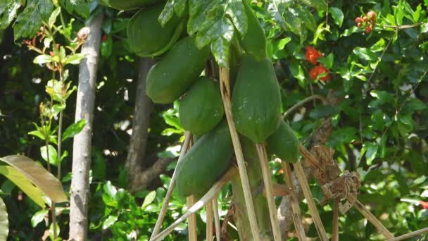 Frische Grüne Papayapflanzenfrüchte Auf Baumzweigen Pawpaw Ist Die Pflanze Carica — Stockvideo
