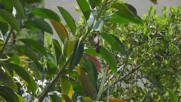 松果属植物 Pycnonotus Xanthopygos Ficus Elastic Tica 是一种原产于印度莫拉科 Moraceae 的开花植物 — 图库视频影像