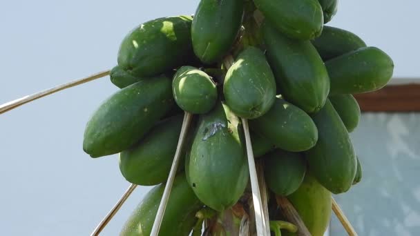 Frische Grüne Papayapflanzenfrüchte Auf Baumzweigen Pawpaw Ist Die Pflanze Carica — Stockvideo
