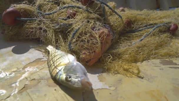 一条鱼站在渔网的边缘 鱼试图在船上呼吸 业余和专业的鱼 海红色粉色的活动物呼吸着牢笼捕捉到4K 3820X2160 — 图库视频影像