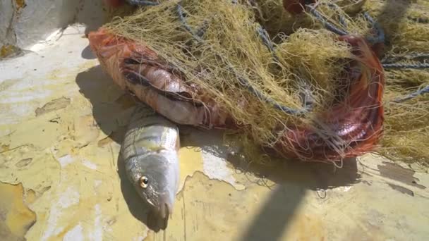 漁網の端に立つ魚船内で息をしようとしている魚 アマチュアとプロの釣り 海の赤ピンクグレーのライブ動物は4K 3820X2160キャッチ刑務所ボンデージを呼吸 — ストック動画