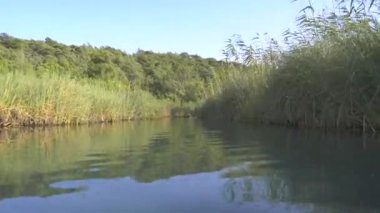 Afrika 'daki ormanın kenarında 4K sazlıklar. Kamera su yüzeyine çıkıyor. Yazın güneşli bir gün. Huzurlu, ıssız ve el değmemiş. Morasstropikal orman sedgerush deresi Afrika kanalı.