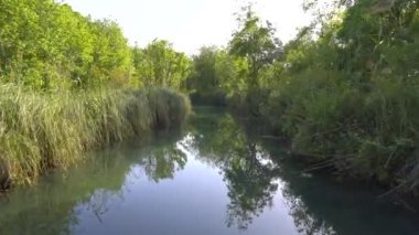 Afrika 'daki ormanın kenarında 4K sazlıklar. Kamera su yüzeyine çıkıyor. Yazın güneşli bir gün. Huzurlu, ıssız ve el değmemiş. Morasstropikal orman sedgerush deresi Afrika kanalı.