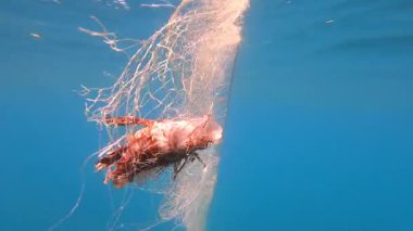 4K.Denizin dibindeki teknede asılı duran balıklar. Derin mavi okyanusun sualtı balıkçılığı. Sarmal olta ipine yakalanmış balıklar. Tulle sonsuzluğa doğru uzanıyor. 
