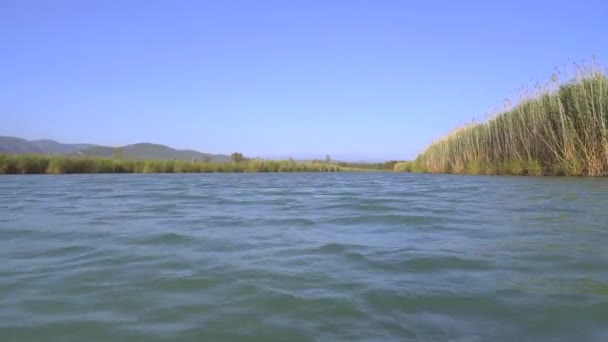 River Surrounded Reeds Flat Plain Camera Going Water Surface Freshwater — Stock Video