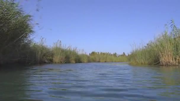 Fluss Umgeben Von Schilf Auf Einer Ebenen Ebene Kamera Geht — Stockvideo