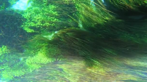 緑の葉の海草の牧草地で海藻や水中植物 長い緑の草のような葉 海草の牧草地のベッドは浅い海岸の水や河口の汽水域で見つかった海洋塩水植物です 生息地の多様性海洋生物 — ストック動画