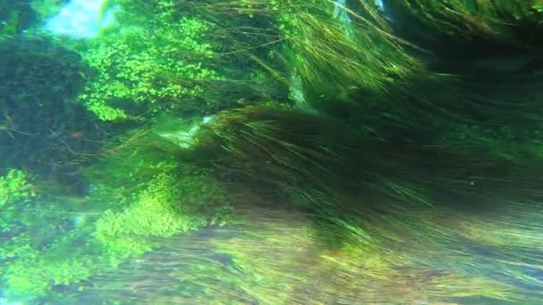 Seaweed Underwater Plants Green Leafy Segrass Meadows Stems Long Green — Wideo stockowe