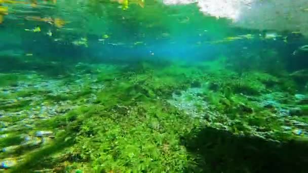 Yeşil Yapraklı Deniz Yosunu Sualtı Bitkileri Kökler Uzun Yeşil Çimen — Stok video