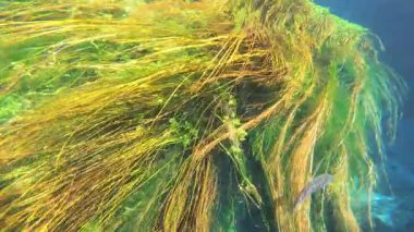 4K. Yeşil yapraklı deniz yosunu ve sualtı bitkileri. Kökler, uzun yeşil çimen benzeri yapraklar. Deniz çayırı yatağı sığ kıyı sularında ve haliçlerin tuzlu sularında bulunan deniz tuzlu su bitkileridir.