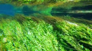 4K. Yeşil yapraklı deniz yosunu ve sualtı bitkileri. Kökler, uzun yeşil çimen benzeri yapraklar. Deniz çayırı yatağı sığ kıyı sularında ve haliçlerin tuzlu sularında bulunan deniz tuzlu su bitkileridir.