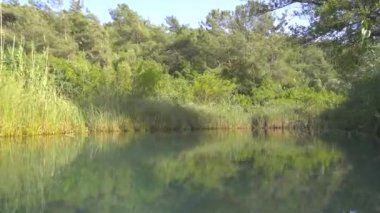 Afrika 'daki ormanın kenarında 4K sazlıklar. Kamera su yüzeyine çıkıyor. Yazın güneşli bir gün. Huzurlu, ıssız ve el değmemiş. Morasstropikal orman sedgerush deresi Afrika kanalı.