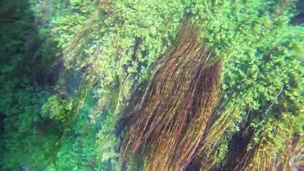 Algen Und Unterwasserpflanzen Grünen Seegraswiesen Stämme Lange Grasartige Blätter Seegraswiesen — Stockvideo
