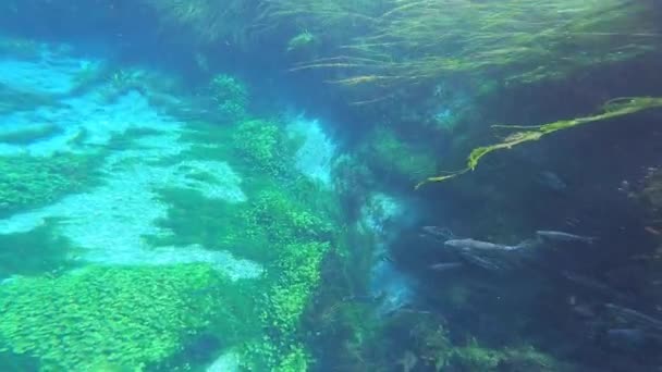 Seaweed Och Undervattensväxter Gröna Lummiga Sjögräsängar Stjälkar Långa Gröna Gräsliknande — Stockvideo