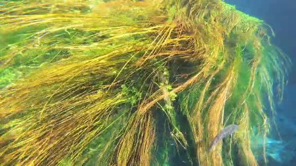 Zeewier Onderwaterplanten Groene Bladerige Zeegrasweiden Stengels Lange Groene Grasachtige Uitgaansgebieden — Stockvideo