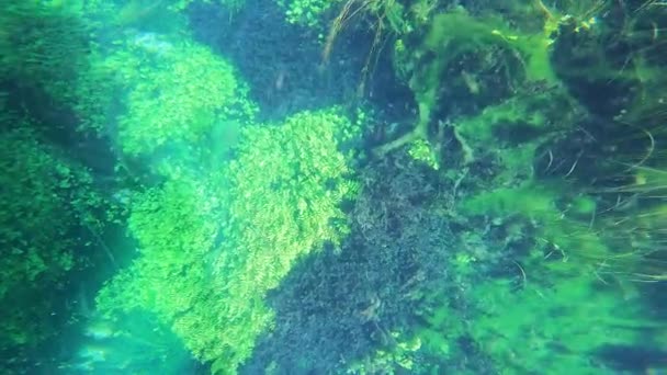 Seaweed Подводные Растения Зеленых Листьев Seagrass Луга Стебли Длинные Зеленые — стоковое видео