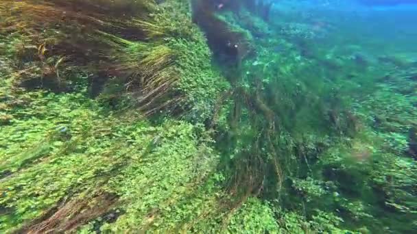 Seaweed Dan Tanaman Bawah Laut Padang Rumput Berdaun Hijau Meadows — Stok Video