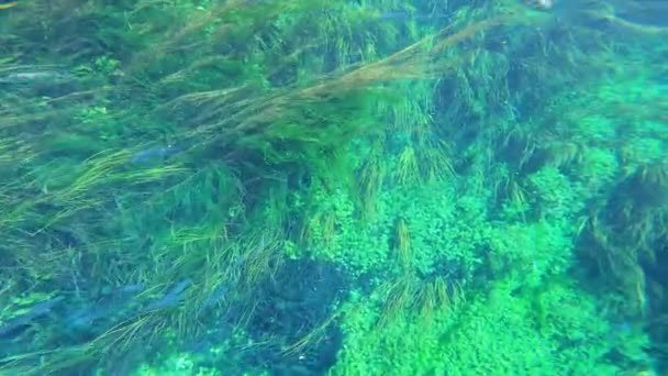 Zeewier Onderwaterplanten Groene Bladerige Zeegrasweiden Stengels Lange Groene Grasachtige Uitgaansgebieden — Stockvideo