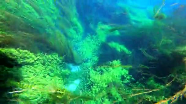 海草和水下植物 生长在绿叶丛生的海草草甸中 绿色的长叶 海草草甸是在浅海和河口咸水中发现的海洋盐水植物 生境多样性海洋生物 — 图库视频影像
