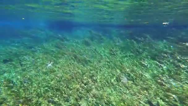 緑の葉の海草の牧草地で海藻や水中植物 長い緑の草のような葉 海草の牧草地のベッドは浅い海岸の水や河口の汽水域で見つかった海洋塩水植物です 生息地の多様性海洋生物 — ストック動画