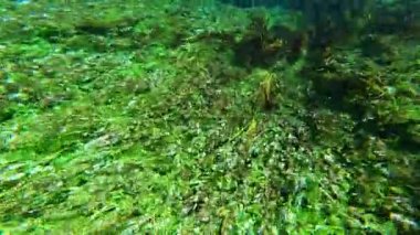 4K. Yeşil yapraklı deniz yosunu ve sualtı bitkileri. Kökler, uzun yeşil çimen benzeri yapraklar. Deniz çayırı yatağı sığ kıyı sularında ve haliçlerin tuzlu sularında bulunan deniz tuzlu su bitkileridir.