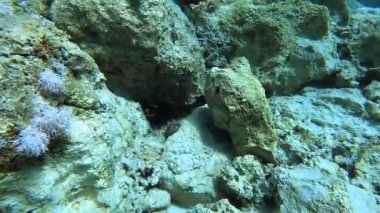 4K.Small balığı bir deniz kestanesinin omurgaları arasındadır. Uzun omurgalı deniz kestanesi doğal sualtı habitatında: Diadema setosum, Diadematida.Turuncu halka, beş beyaz noktalı turuncu deniz kestanesi türüdür.