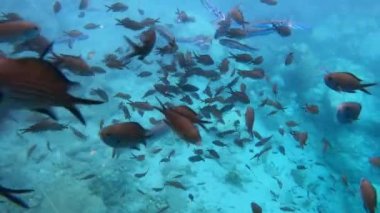 4K. Deniz altında papaz balığı ve kirpi balığı balığı. Lagocephalus sceleratus bu isimlerle adlandırılır: balon balığı kirpi balığı balonu, balon balığı, balon balığı, kirpi balığı, balon balığı, balon balığı, balon balığı, kirpi balığı, kirpi balığı, 4K.
